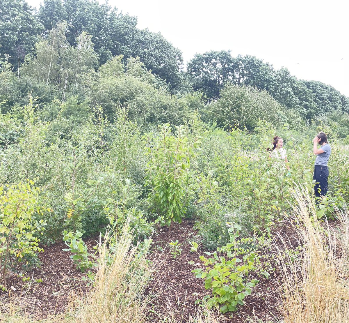 FoEMerton's tweet image. Before &amp;amp; After photos of our incredible day at Morden Park! Our volunteers rolled up their sleeves to care for 850+ tree saplings, weeding and mulching the ground to ensure these little ones thrive. Thank you for making a difference! 🌳🌿💚
 #TreeCare  #FriendsoftheEarth