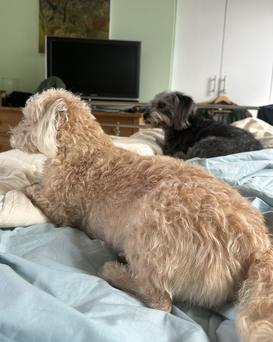 G2D2G's tweet photo. Easing into Sunday with my boys! #jackapoos #hipreplacementrecovery #LGBT #hithergreen https://t.co/9Ubdb24wd8