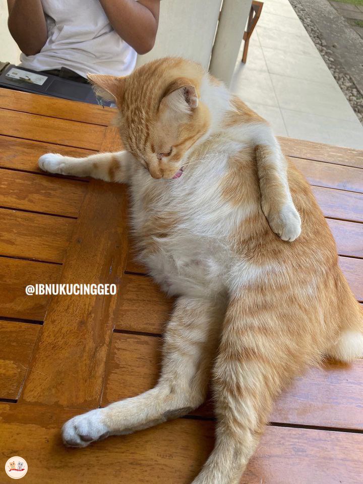 KALIAN HARUS LIAT IBNU GUYS! Ibnu semakin mirip bapak-bapak komplek 😭😭😭 kcg!