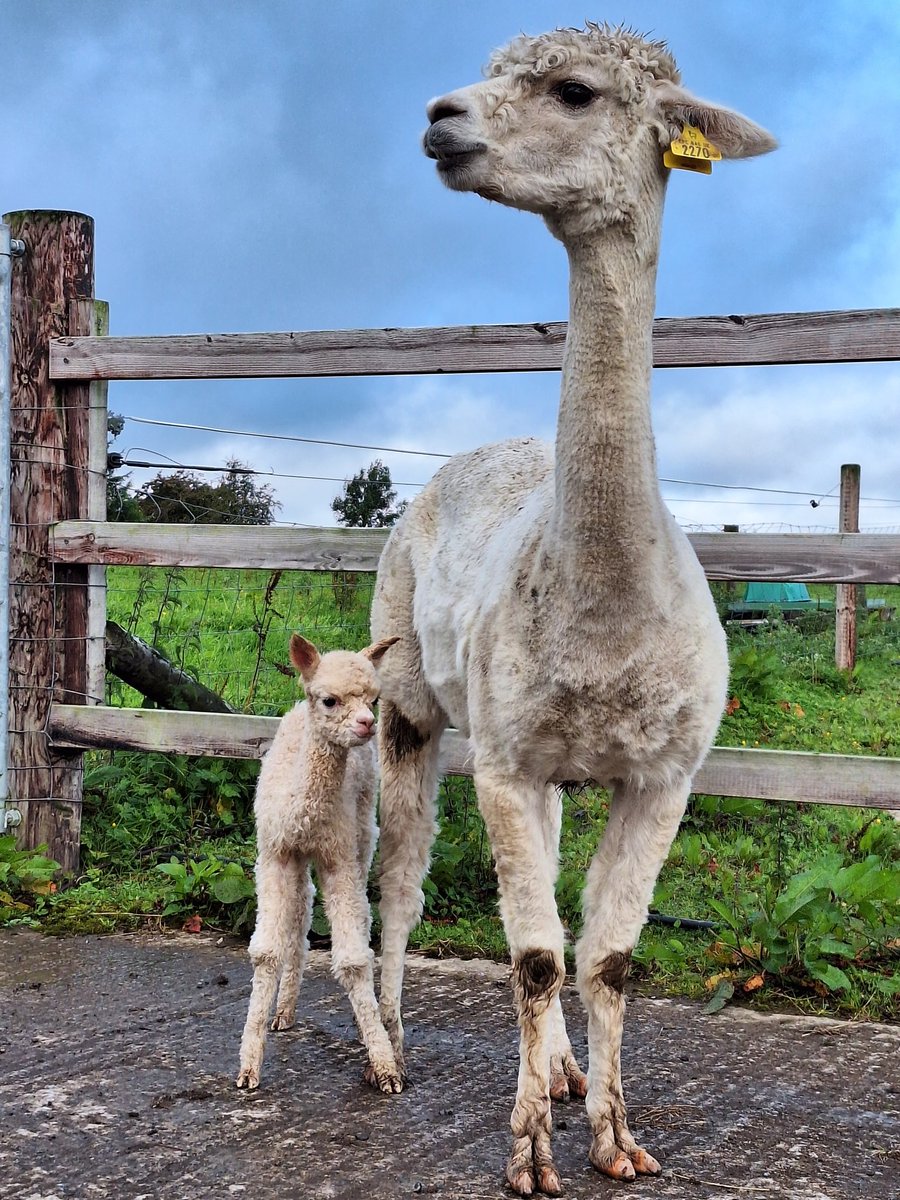 🐄Ed Payne #HilltopDairies🐄 tweet media