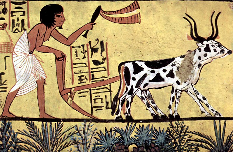 doxometrist's tweet photo. To those considering using cattle to plough the earth: PLEASE DON'T. 

Not only are you hurting the industry of manual ploughers but (esp if you are not being upfront) your reputation is going to take a hit.

There is no magic shortcut. You need to do the work. https://t.co/0su5eWZQc8