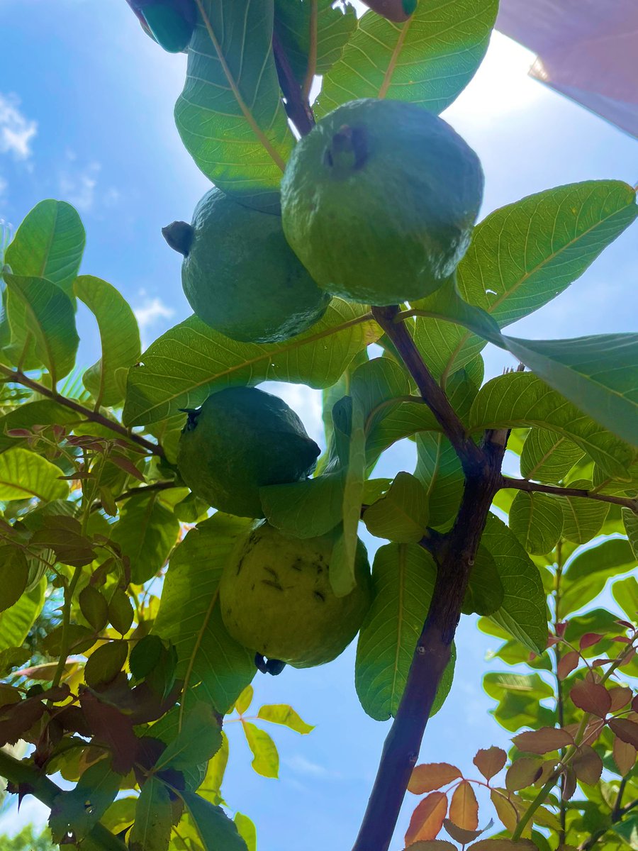 First guavas at home . #plants #organic #fruits #satisfaction #Plantlove #fruitplants
