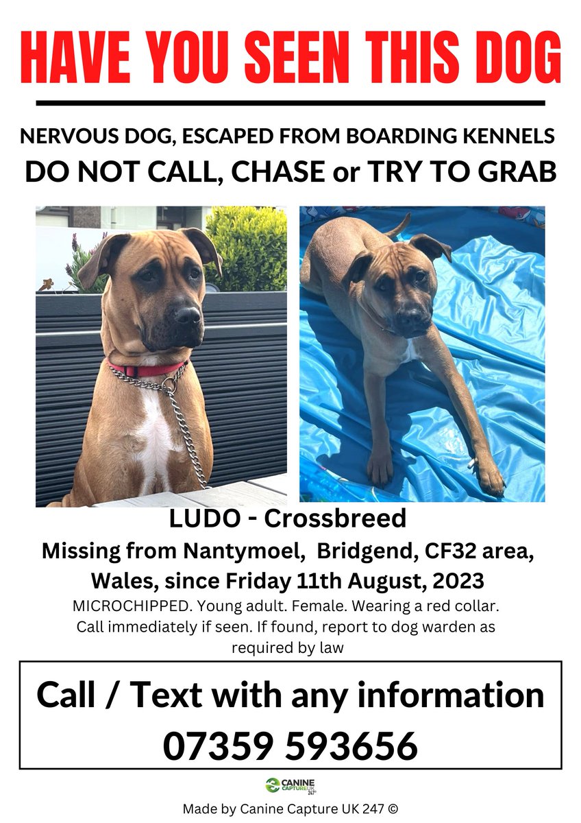 URGENT - SIGHTINGS ONLY NEEDED - NERVOUS DOG ESCAPED FROM BOARDING KENNELS - DO NOT CALL, CHASE OR TRY TO GRAB #LUDO IS #MISSING from #Nantymoel, #Bridgend, CF32 area, Wales since Friday, 11th August,2023. facebook.com/groups/6863458…