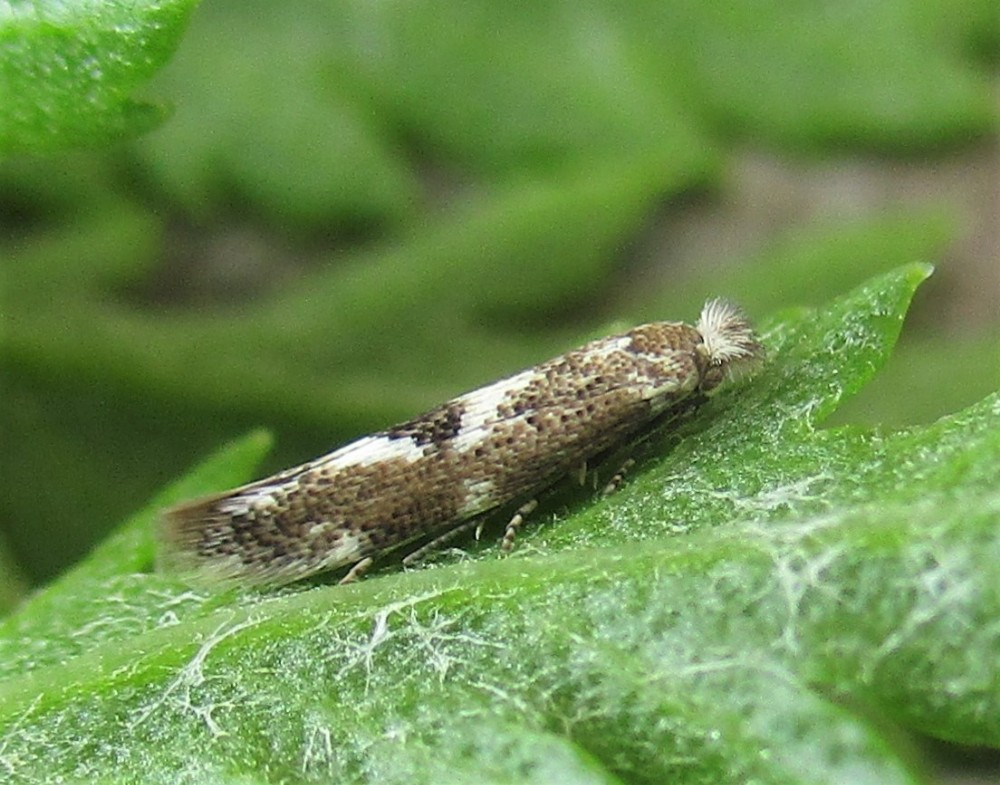 New website photo: Bucculatrix humiliella From pupa on Tansy (Photo: Nigel Richards) dlvr.it/StZxY9