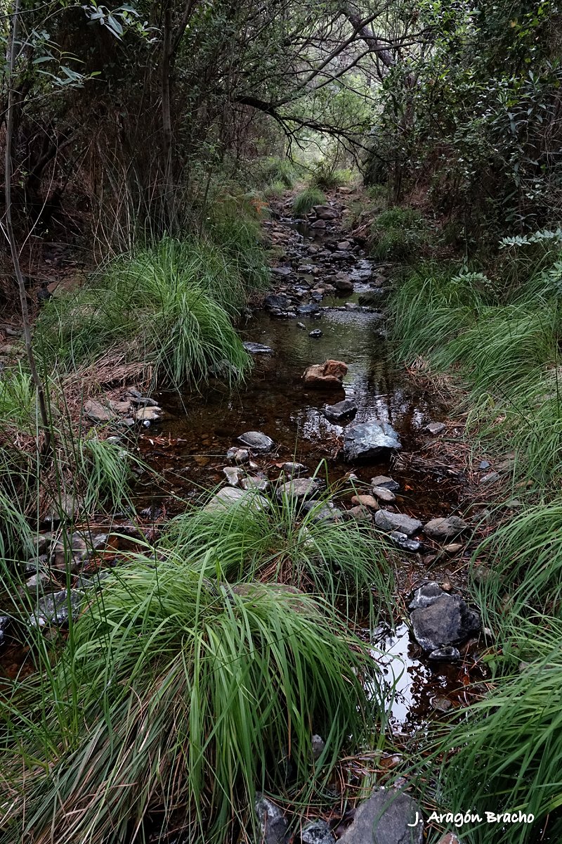 JoseAragonB's tweet photo. Un arroyo de Sierra Bermeja. 
Casares (Málaga), Junio de 2023 
Sony RX10M3  f/5.6   1/160s   ISO1600 https://t.co/dQdP4CkO4F
