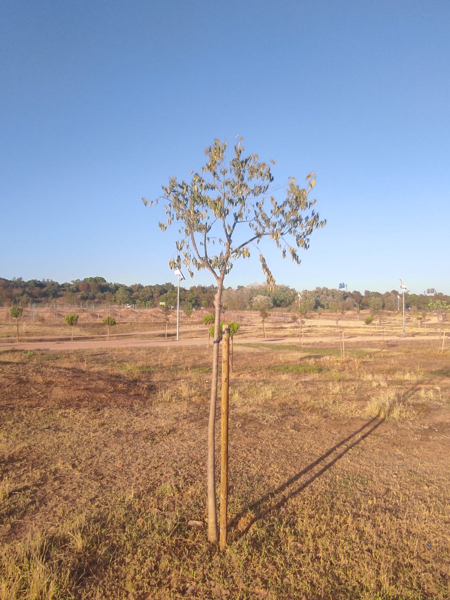 paradigma_media's tweet photo. 🗞️ La Plataforma en Defensa del Arroyo Pedroches denuncia que el Parque de Levante vuelve a secarse por falta de riego https://t.co/FqFGWNNvNf #CórdobaEsp 

Se siente “indignada” ante el deficiente mantenimiento por parte de Parques y Jardines del Ayuntamiento de Córdoba https://t.co/oiMJYwbUYV
