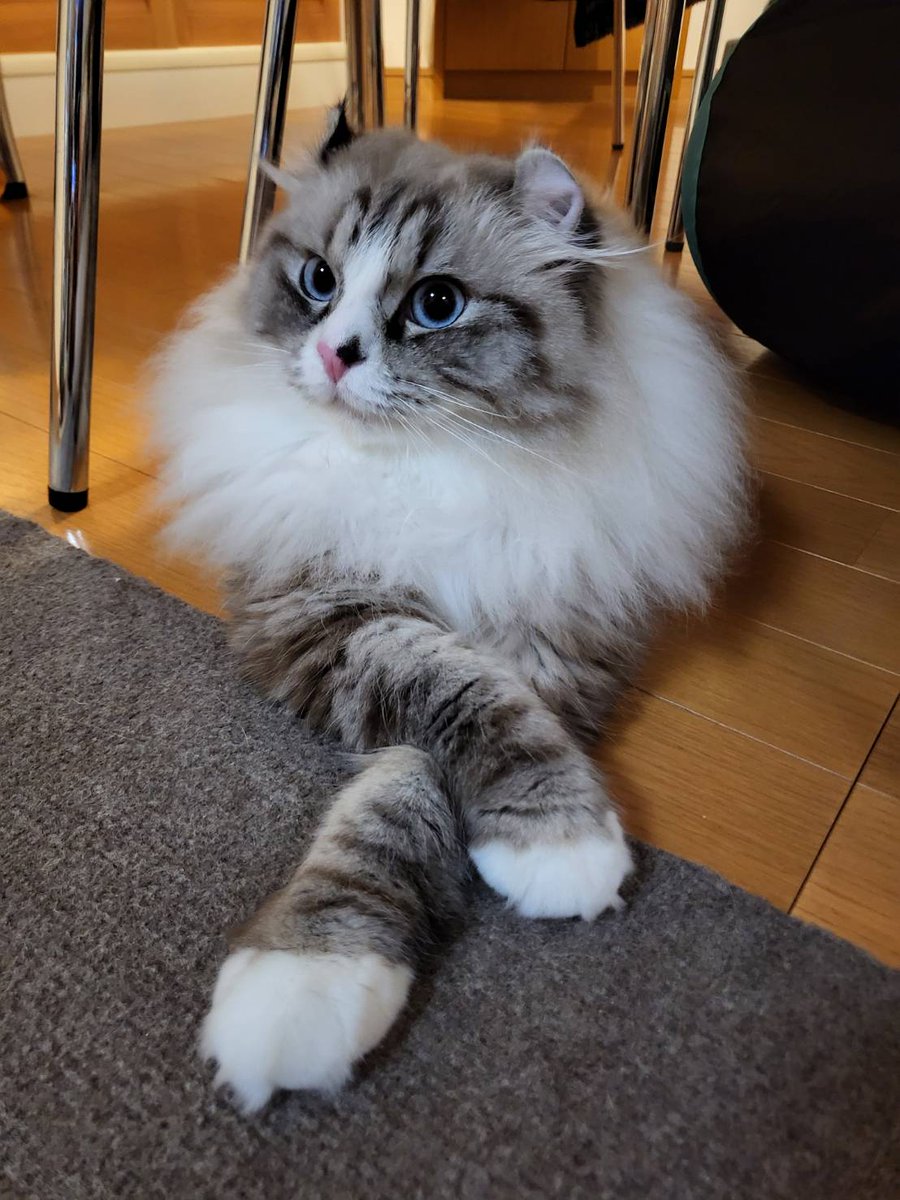 Curl_Saburou's tweet photo. 我が家のボス
#アメリカンカール
#猫のいる暮らし https://t.co/W1lCvCGTj6