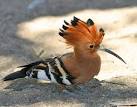 WordSuckers's tweet photo. I saw my first hoopoe on the slopes of the Acropolis. Tereus was turned into one as he was about to slaughter Procne, his wife (and Philomela, his mistress and her sister), because she'd cooked and fed him their son to avenge his infidelity. He didn't seem that bothered 😕. https://t.co/cgWeK5uHjE