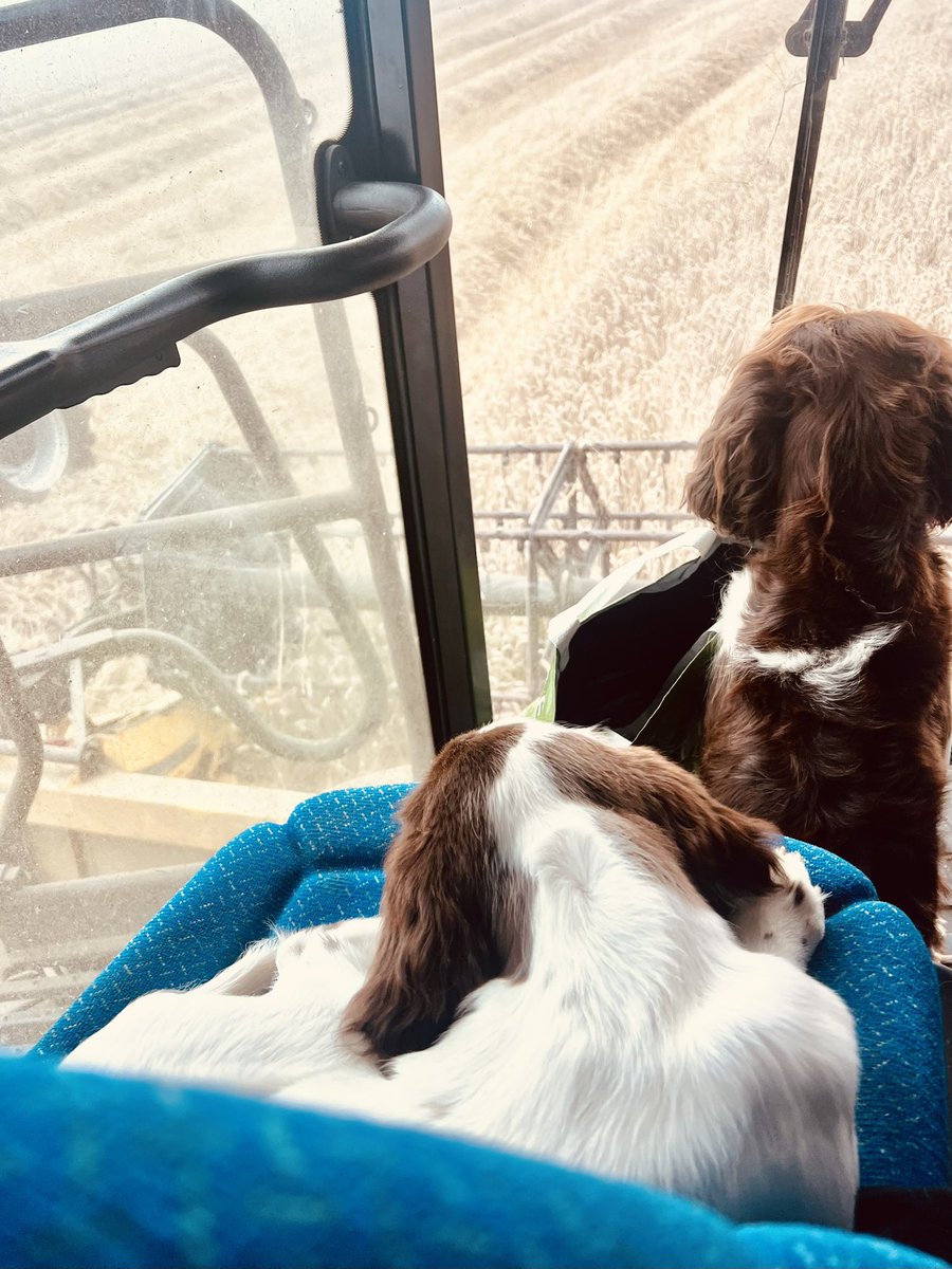 sfbowditch's tweet photo. @DavidButler34 @mbuoy97 New @JCBagriculture handler has had 6 adblue derated call outs in its first 5months. Jcb don’t refund dealer. Last one never had one adblue error. Not the best when in tight weather windows. Contractors having to delete adblue of everything once out of warranty just to keepmoving https://t.co/W6tiVr1cAo