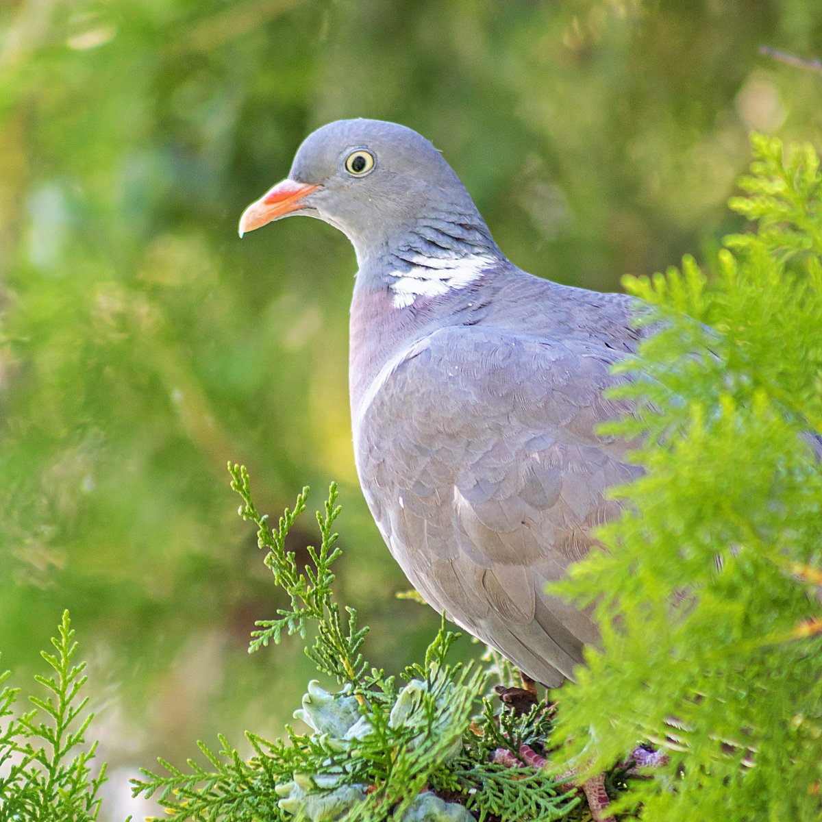 redwhite78's tweet photo. Common Wood pigeon (Columba palumbus) 
#bird #pigeon #animal #wild #tree #outdoor #branch #summer #wildlife #wood #forest #canon https://t.co/7ndoKWdE8A