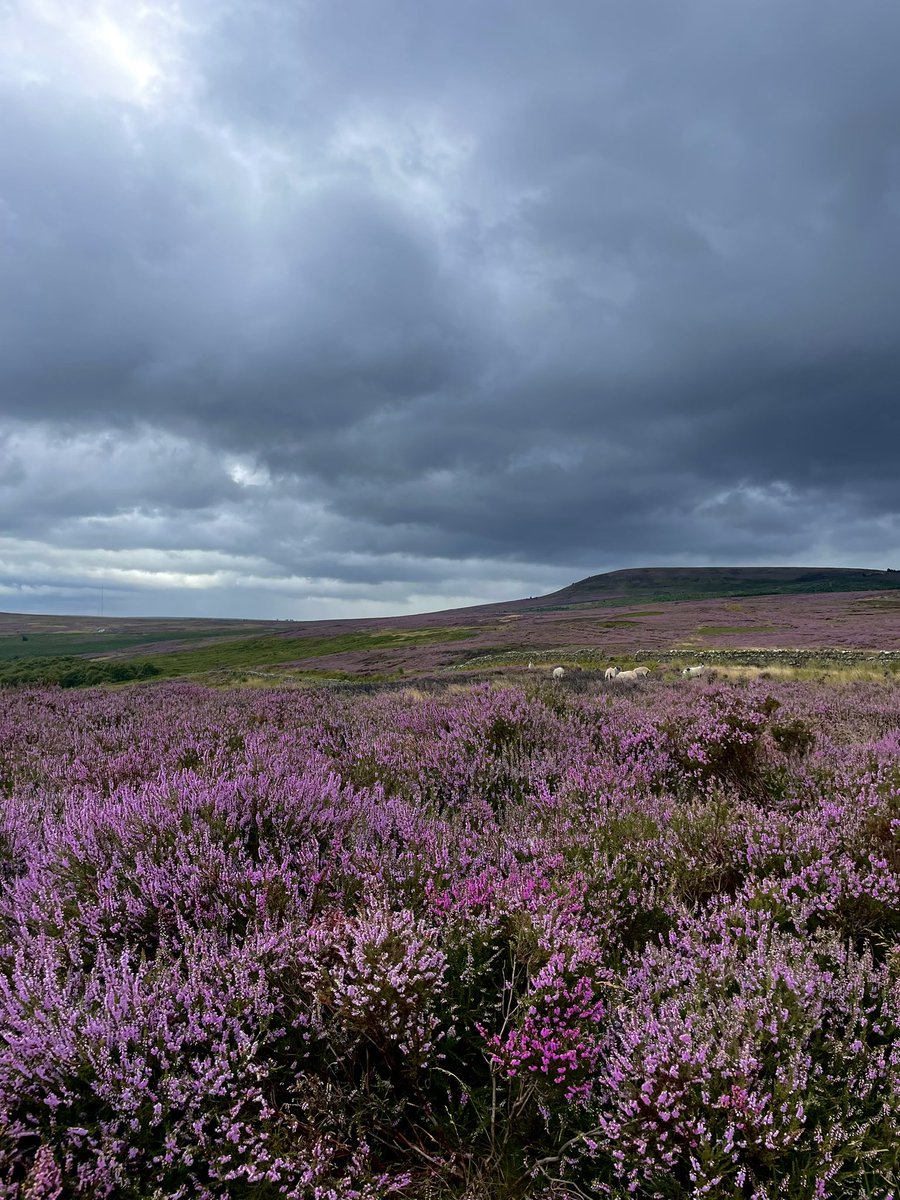 North York Moors Trust tweet media