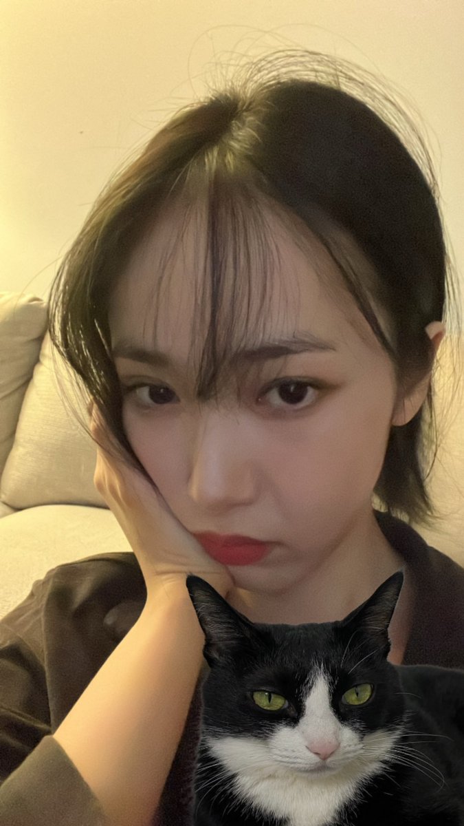 고양이 신비 (@catsinbya) on Twitter photo 