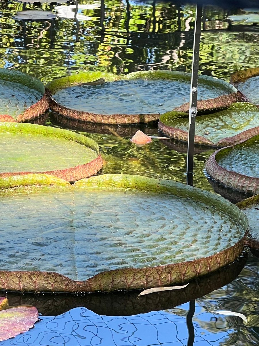 La primera flor de nenúfar Victoria cruziana comienza a salir del agua.
Será la primera vez que florezca está especie en el Real Jardín Botánico. En años anteriores fue el híbrido Victoria 'Longwood Hybrid' (V. cruziana x V. amazonica) el que nos regaló tantas alegrías.