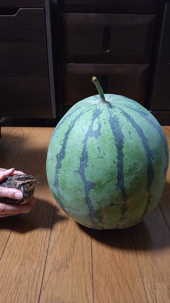 225pochi's tweet photo. 今年も畑のスイカの収穫時期になりま���た🍉
得体の知れない緑の物体にひびりまくるうずちゃん🐤 https://t.co/XcgoBpwgi6