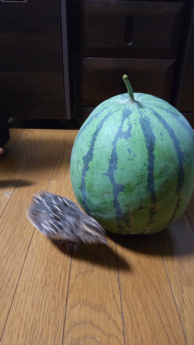 225pochi's tweet photo. 今年も畑のスイカの収穫時期になりま���た🍉
得体の知れない緑の物体にひびりまくるうずちゃん🐤 https://t.co/XcgoBpwgi6