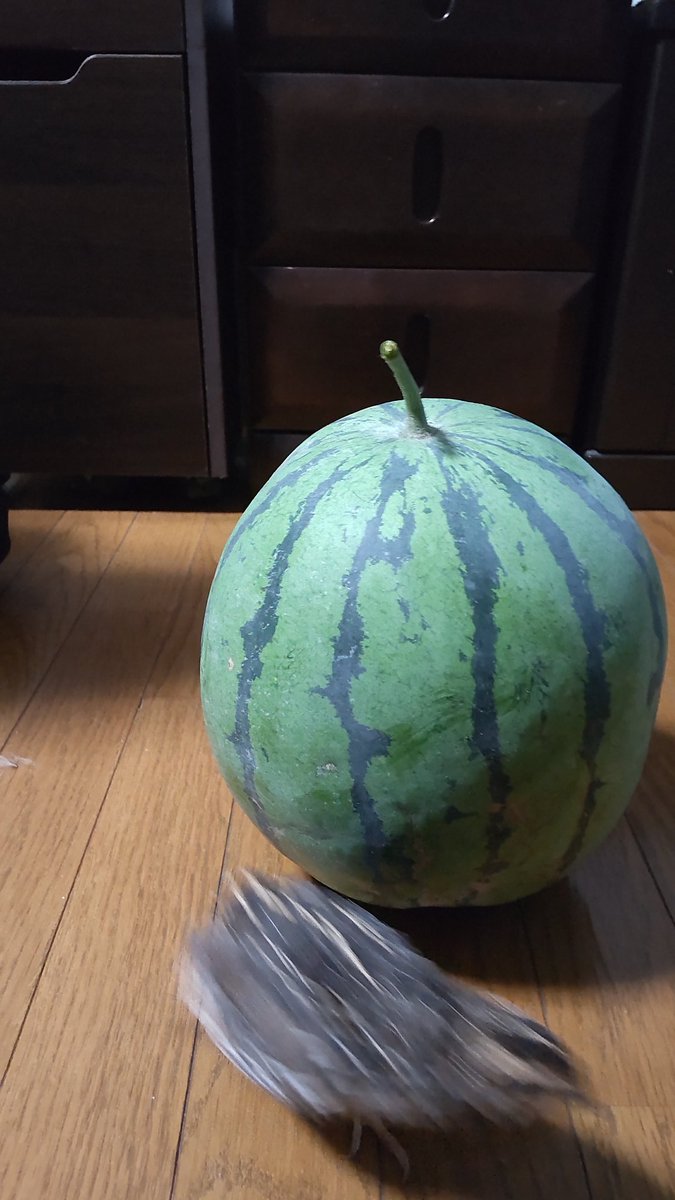 225pochi's tweet photo. 今年も畑のスイカの収穫時期になりま���た🍉
得体の知れない緑の物体にひびりまくるうずちゃん🐤 https://t.co/XcgoBpwgi6