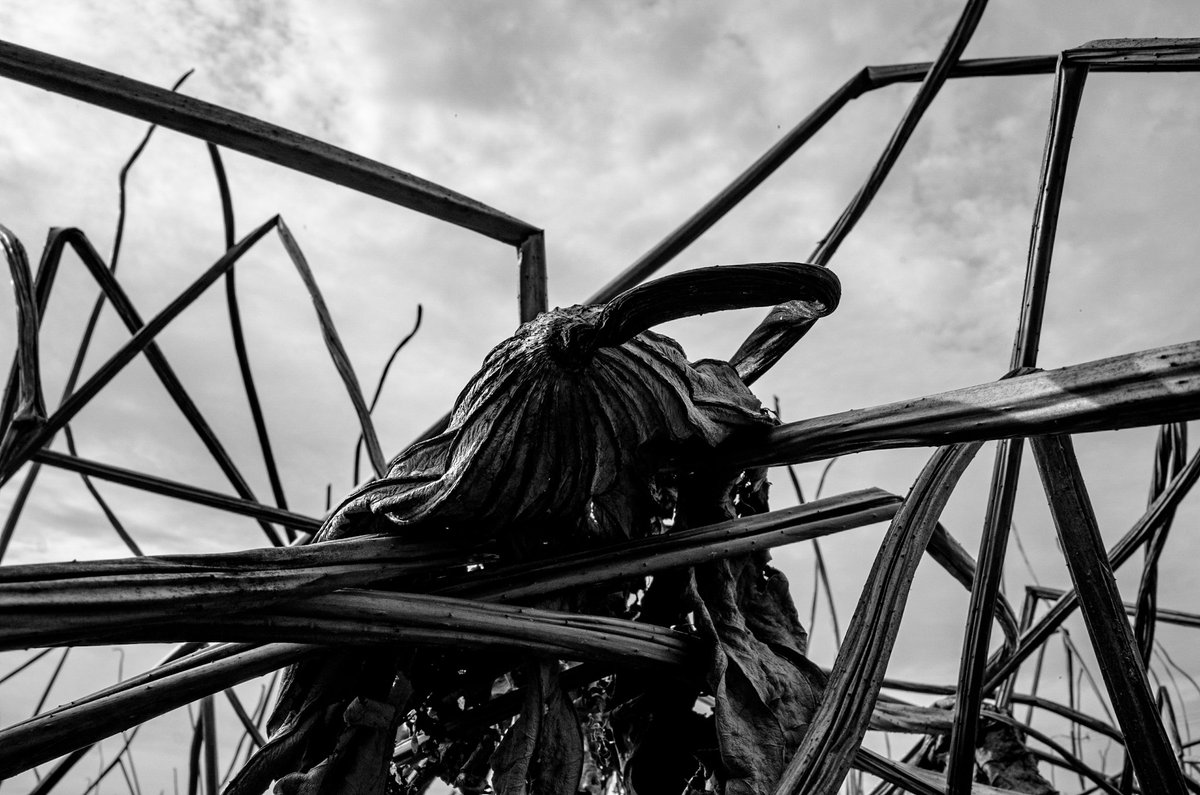 鷲﨑雄一 (@washi_pic) on Twitter photo 