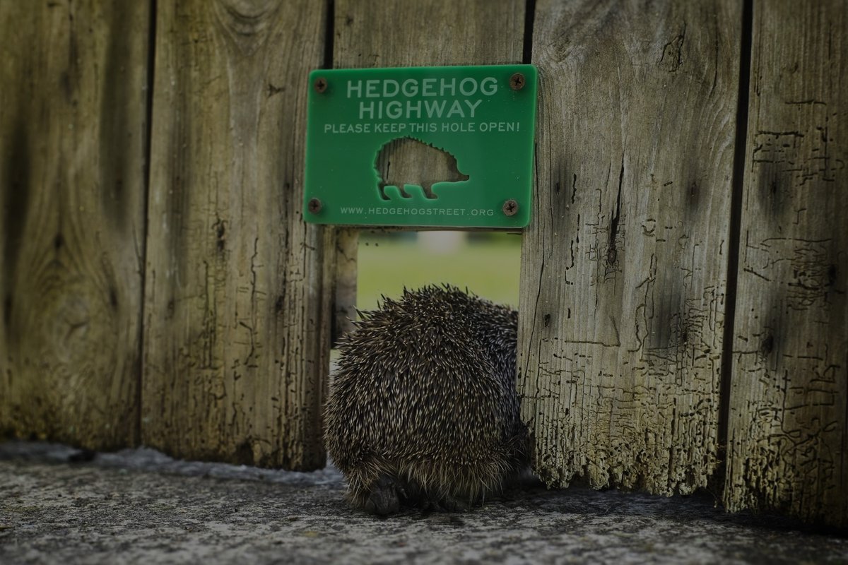 Linking gardens with small gaps in fences, AKA #hedgehog highways, creates vital access to habitat! 
Join our #HedgehogFriendlyFencing campaign and spread the word this #ShareSunday 
👇  
buff.ly/2GbgZgO  
#HedgehogStreet is run by us &amp; <a href="/PTES/">People's Trust for Endangered Species</a> 
📸 Christopher Morgan