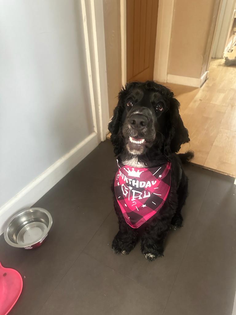 Today it iz my first birthday. Humum has made me sossiges!  I also got some new sqweekys and a dumb bandana. #dogsoftwitter