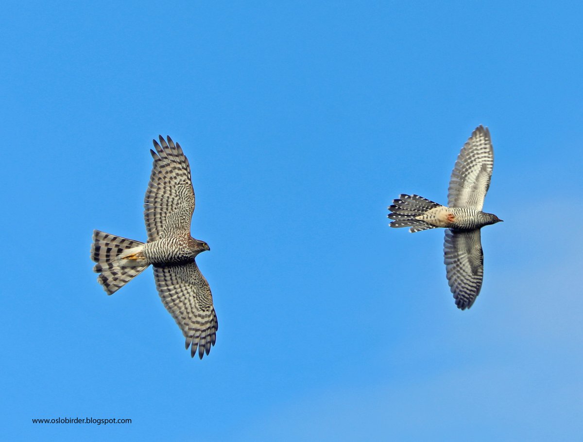 A brief flight view of a  Cuckoo can often leave you wondering what you have seen - was it a Cuckoo or a Sparrowhawk? I was lucky to get this picture of them together and it shows that while there are obvious differences between the 2 that plumage and jizz are quite similar.
Oslo