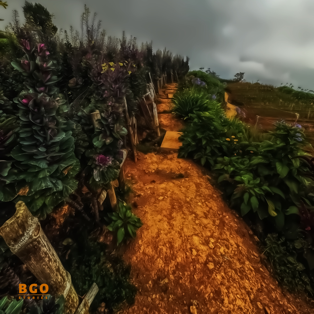bgostories's tweet photo. Atok in Benguet was just another veggie town near Baguio.

But the social media found out about this flower farm and local life was never the same again.

#northernBlossomFlowerFarm
#atokBenguet #beyondBaguio https://t.co/Z4n74dwC0J