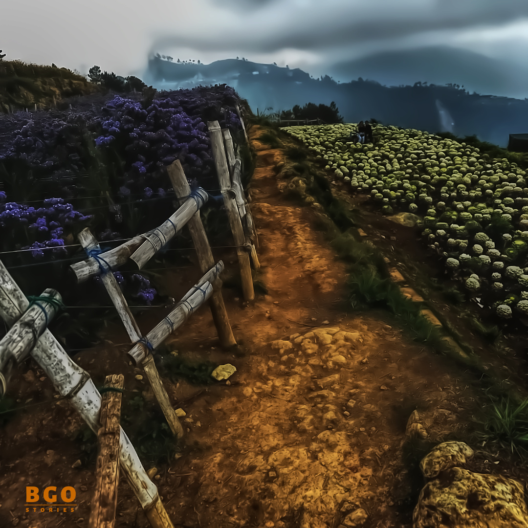 bgostories's tweet photo. Atok in Benguet was just another veggie town near Baguio.

But the social media found out about this flower farm and local life was never the same again.

#northernBlossomFlowerFarm
#atokBenguet #beyondBaguio https://t.co/Z4n74dwC0J