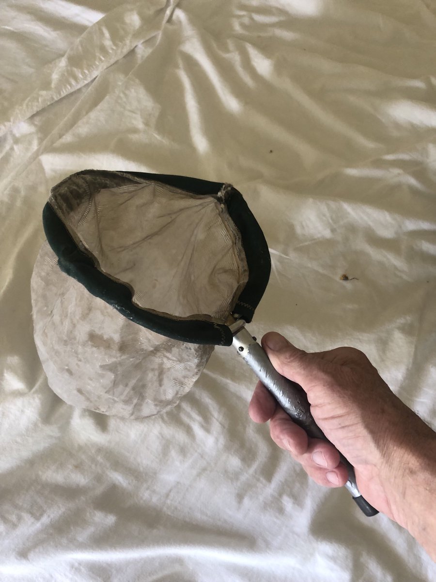 Just so that nobody doubts my net prowess, I’d just like to show you the tiny collapsible travel net with which I just caught a swallow that had foolishly got itself stuck inside the barn-conversion holiday gîte.