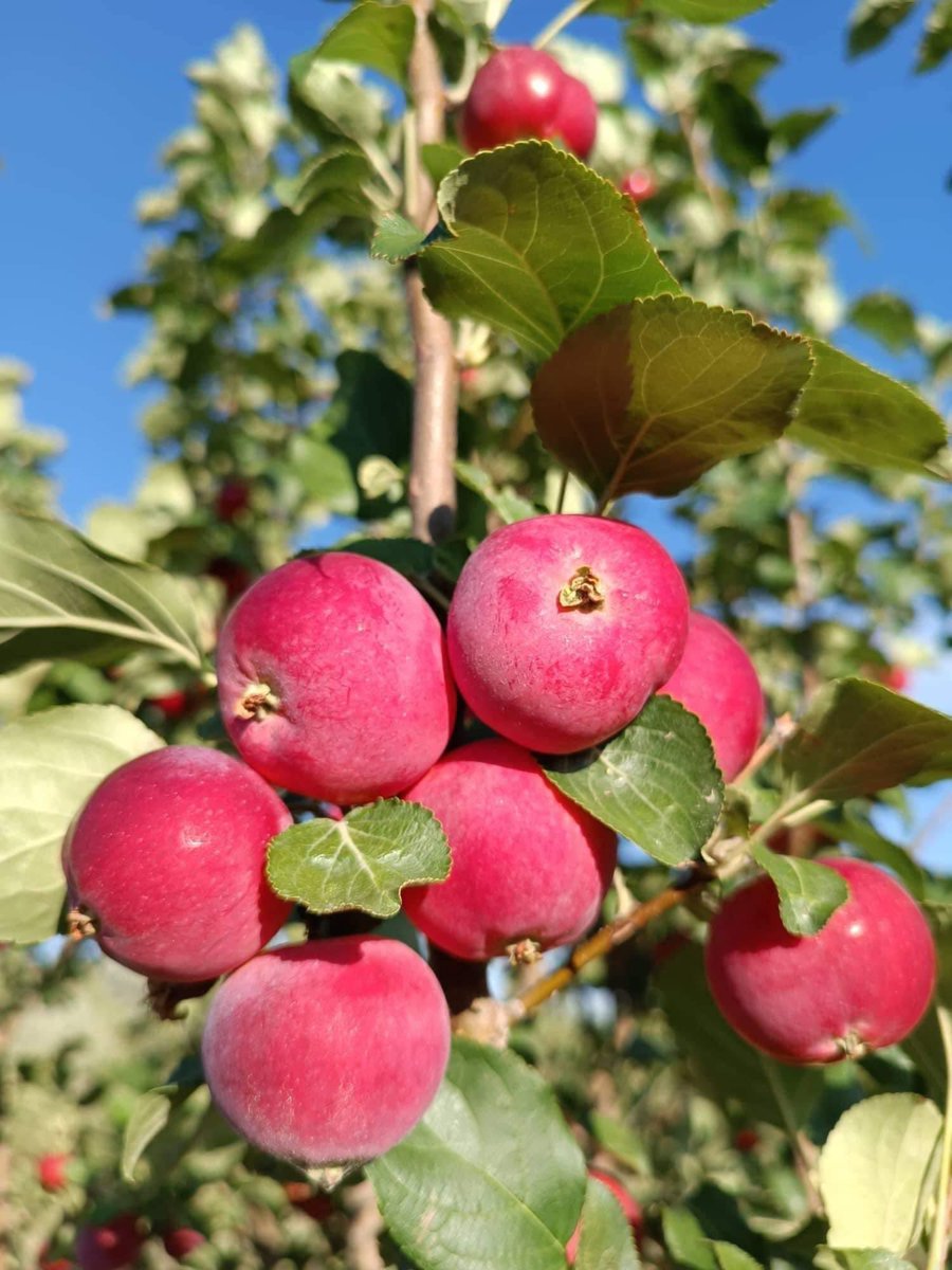 Унаад, босоод
Ураадаад, өгсөөд
Уйлаад, дуулаад
Туулж л явна, энэ орчлонг.