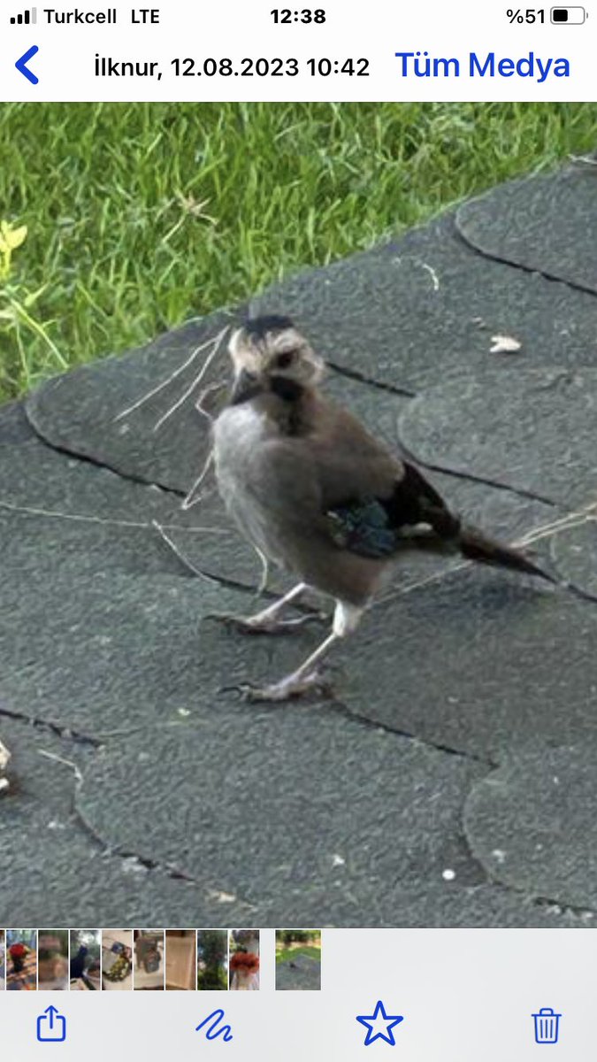 Fotoğraftaki kuş akkuyruk yavrusu olabilir mi acaba🤔