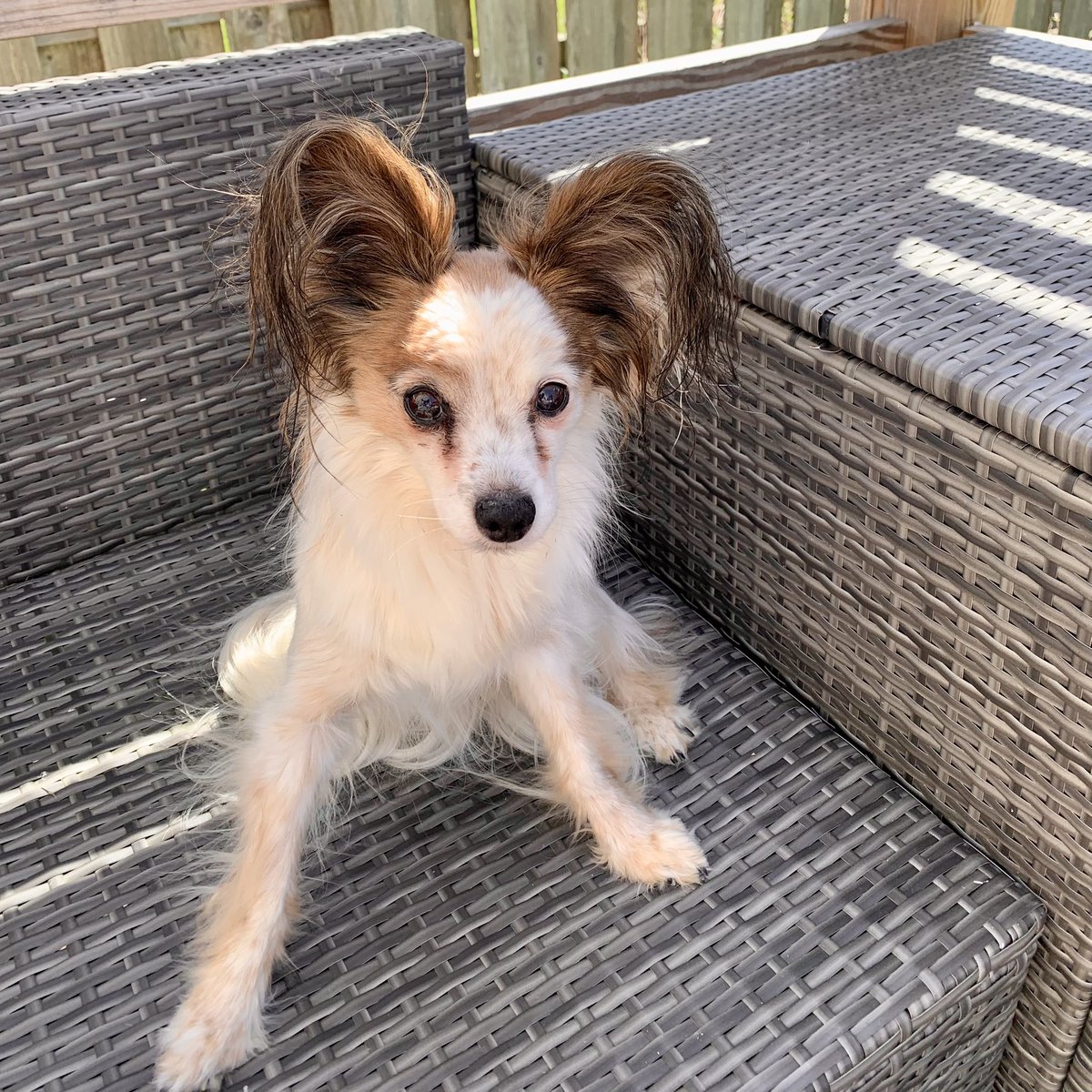 JStew1970's tweet photo. @TweeetsOfDogs Mickey has been by my side for 15 years and 8 months! https://t.co/WMz6x4NJUt
