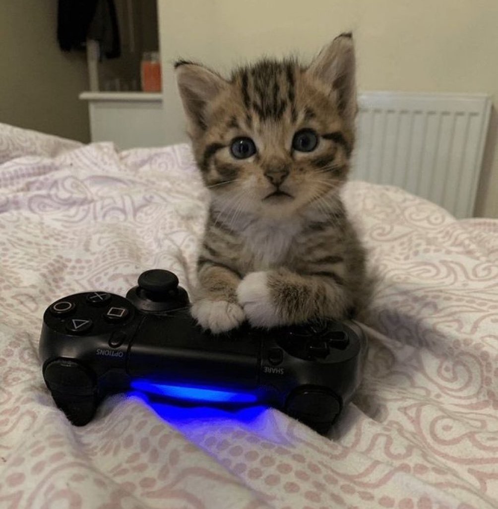 CorellaTej7982's tweet photo. #hello #hellofellow #gatito #feliztarde #goodboy #pets #kitten #neko #chat #hola #AdoptaNoCompres #AdoptDontShop https://t.co/LGl5E9sjvm