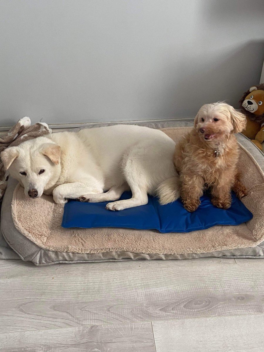 thedogteamuk's tweet photo. #HappySundayMorning #RescueDogs wishing everyone a good morning from two of our wonderful rescues Dorothy and Alexa  please support small charity to help save more dogs like this from abuse #DogsOfTwitter #Dogs https://t.co/9i1Atn5ona