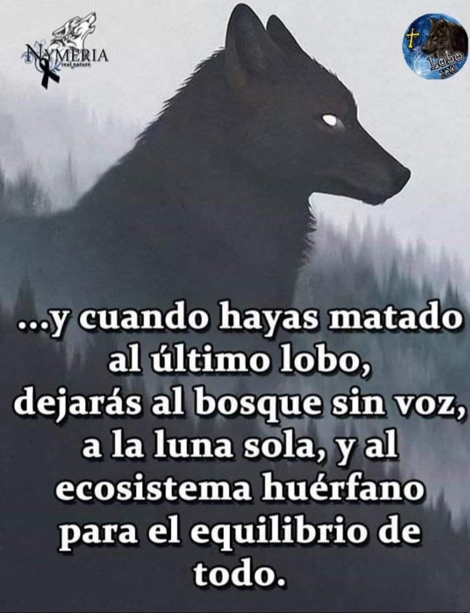 13 DE AGOSTO. DÍA INTERNACIONAL DEL LOBO. #LoboProtegido #LoboVivo