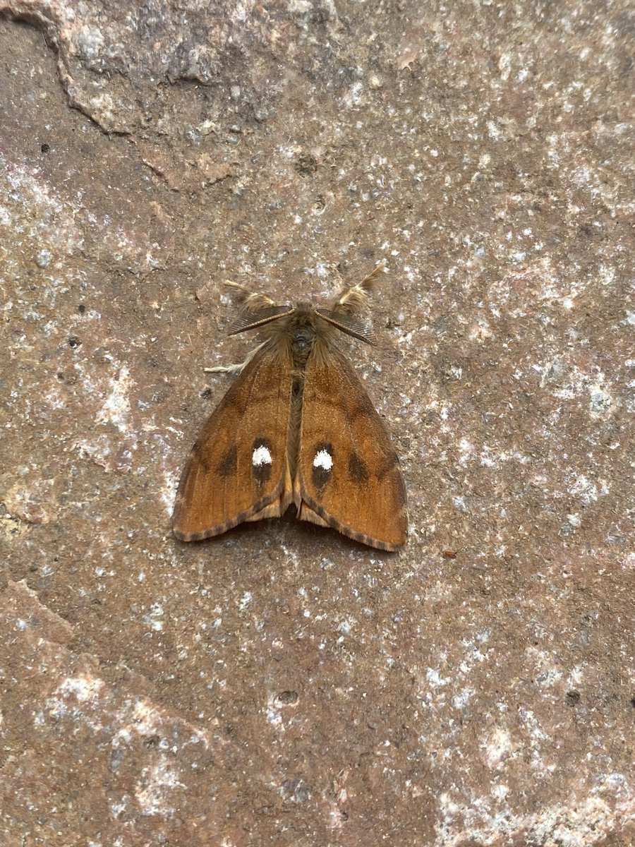 Barred Hook-tips are scarce this side of the border so to find two around the trap this morning was a surprise also a lovely male Vapourer..  Dumfries VC72 #mothsmatter #teammoth @BC_SWScotland