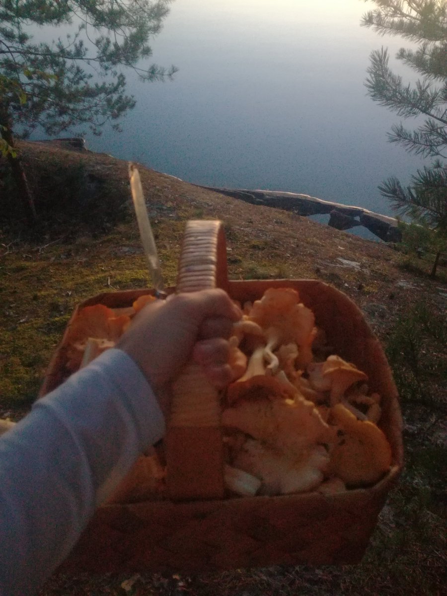 Voittajakonsepti: iltasienestys. Lopetin kun tuli liian hämärää.