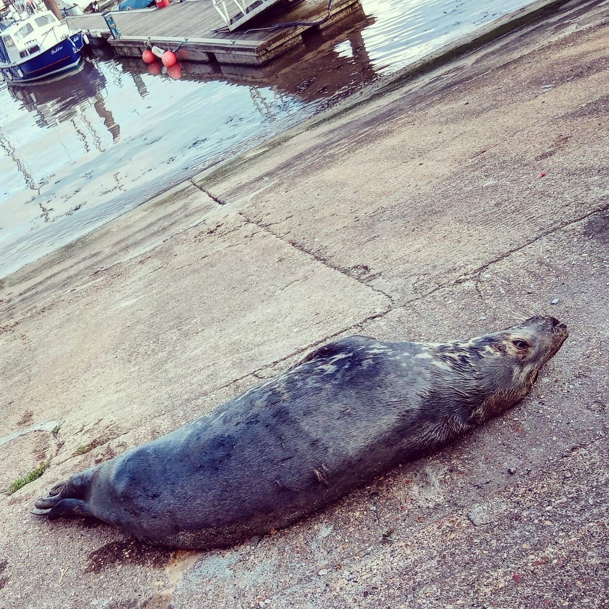 Scientifically and literally, a Harbour Seal 💙 #seal #harbourseal #commonseal #marinemammal #harbour #bridlington #bridlingtonharbour #nautical #thalassophile #vitaminsea #northsea #sealovers #coast #yorkshirecoast #eastyorkshirecoast  #eastriding