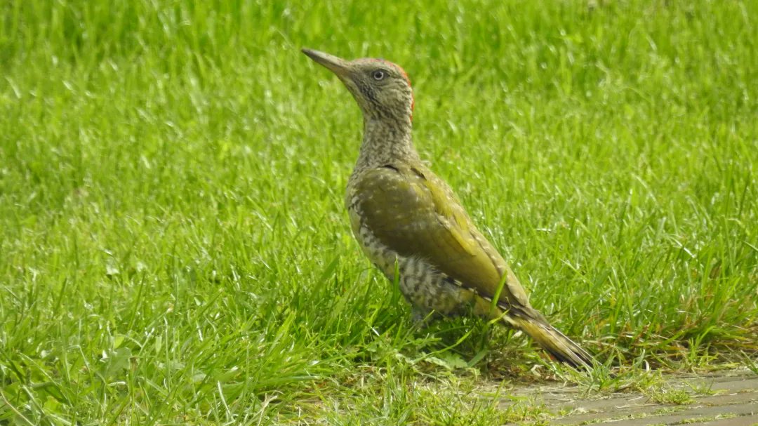 BakkumEdward's tweet photo. @Wildernissen Klopt helemaal. Vorige week een jonge groene specht in de gemeentetuin die ik vanuit het keukenraam kon bewonderen. https://t.co/wvk5NCSo1X