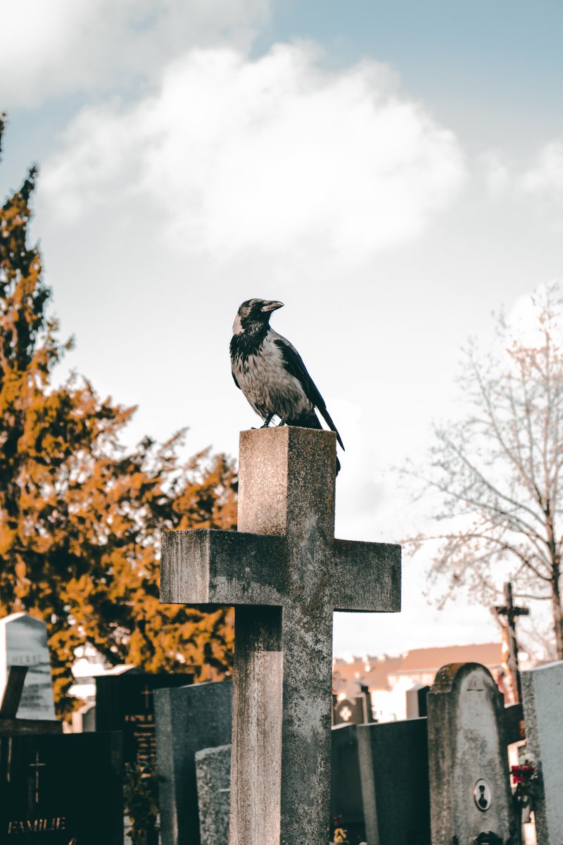 PoeWonderland's tweet photo. Where Once Poe Walked by H.P. Lovecraft https://t.co/3uBUGh1x9A https://t.co/1VUlaSyxv9
