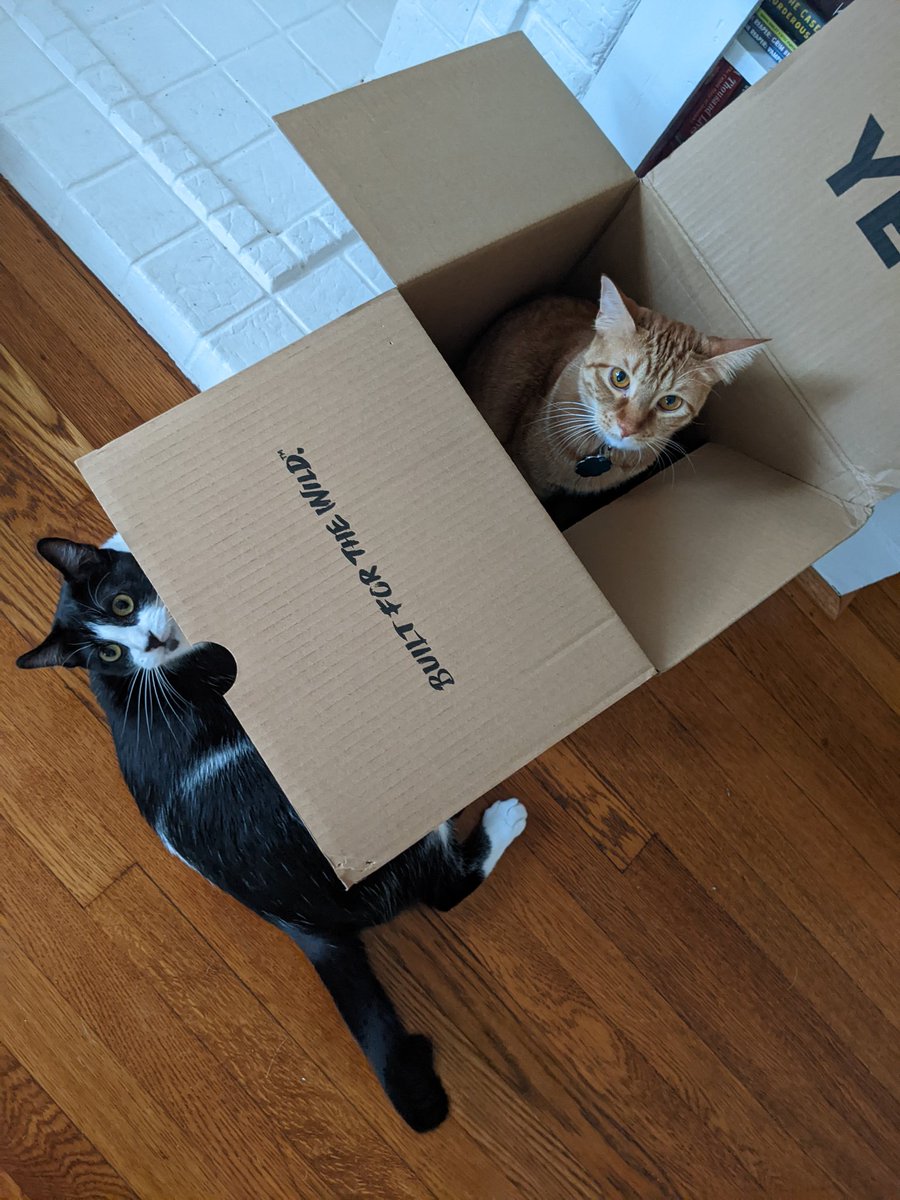 spicesiblings's tweet photo. We're packing up to go!  Despite what some people think, we are actually leaving.  It was all just meant to give our friends time to say goodbye.  And we will be leaving tomorrow, after a smattering of photos from Mom of her favorite cat things in her classroom. https://t.co/sfyleskugu