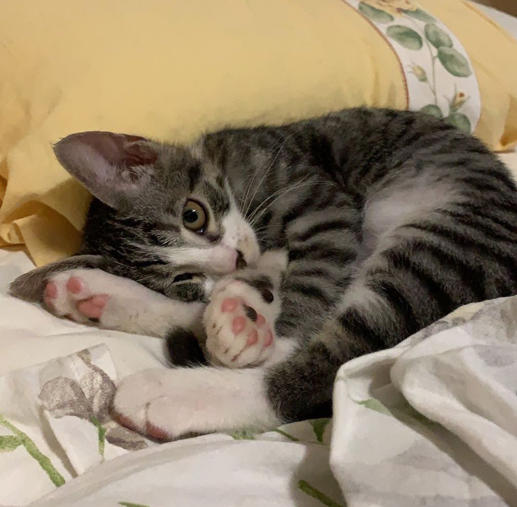 _stargirl_444's tweet photo. letteralmente mio figlio (il mio gatto) https://t.co/Ir98Prqnru