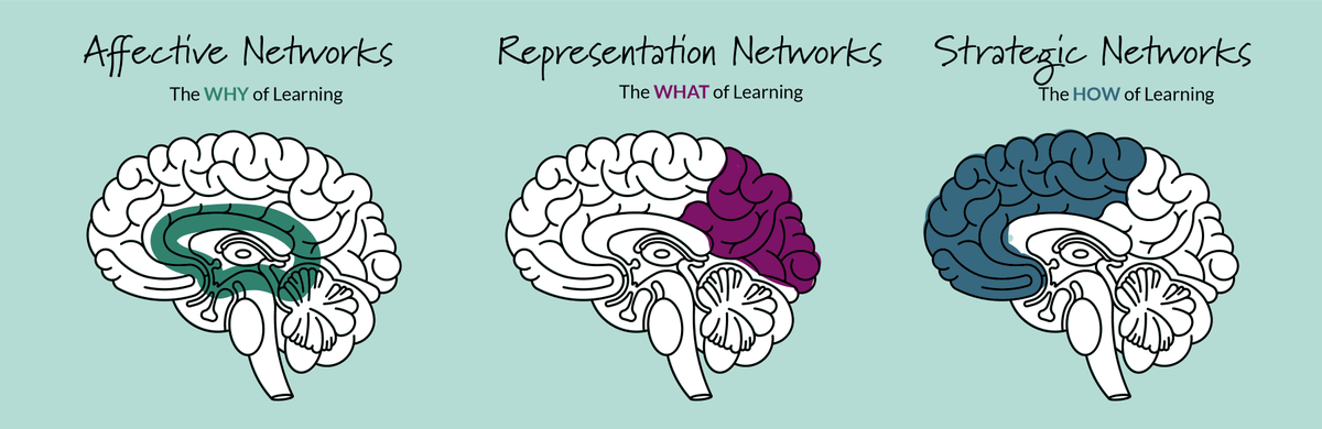 If we think about the three networks of the brain, you'll realize why it's so critical that educators and caretakers use multiple strategies to motivate kids, teach them to how to access information, and allow them to express what they've learned. 
bit.ly/3KKnqGJ
#UDL