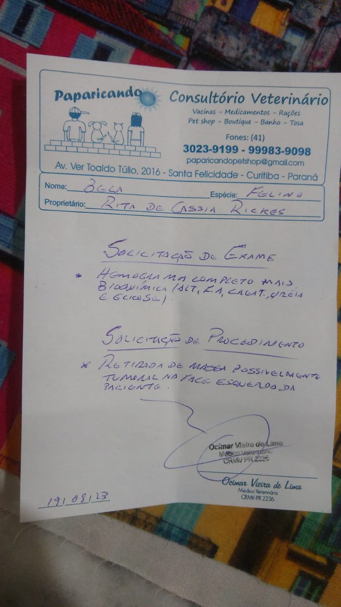p_rickes's tweet photo. Oi pessoal, essa é a minha gatinha Bella, ela está com um tumor e está crescendo a cada dia que passa, precisamos arcar com cirurgia e remédio, porém não temos condições
ja gastamos 300 reais com exame de sangue e consultas com veterinário, mas não temos mais dinheiro.
R$ 1,00 🙏 https://t.co/JDG62FolW0