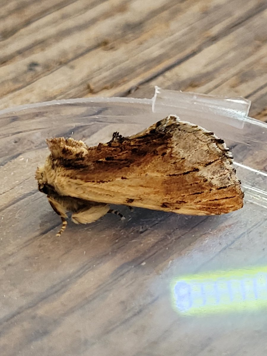 DaveMor54907676's tweet photo. First night in cottage in Sizewell. Started with 2 juv Caspian Gulls + Little Gulls off Power Station. Then Bedstraw Hawkmoth, Peacock Moth, Maple Prominent and a big Blue thing overnight. Moderately pleased so far! https://t.co/wEHwH4Wcd8