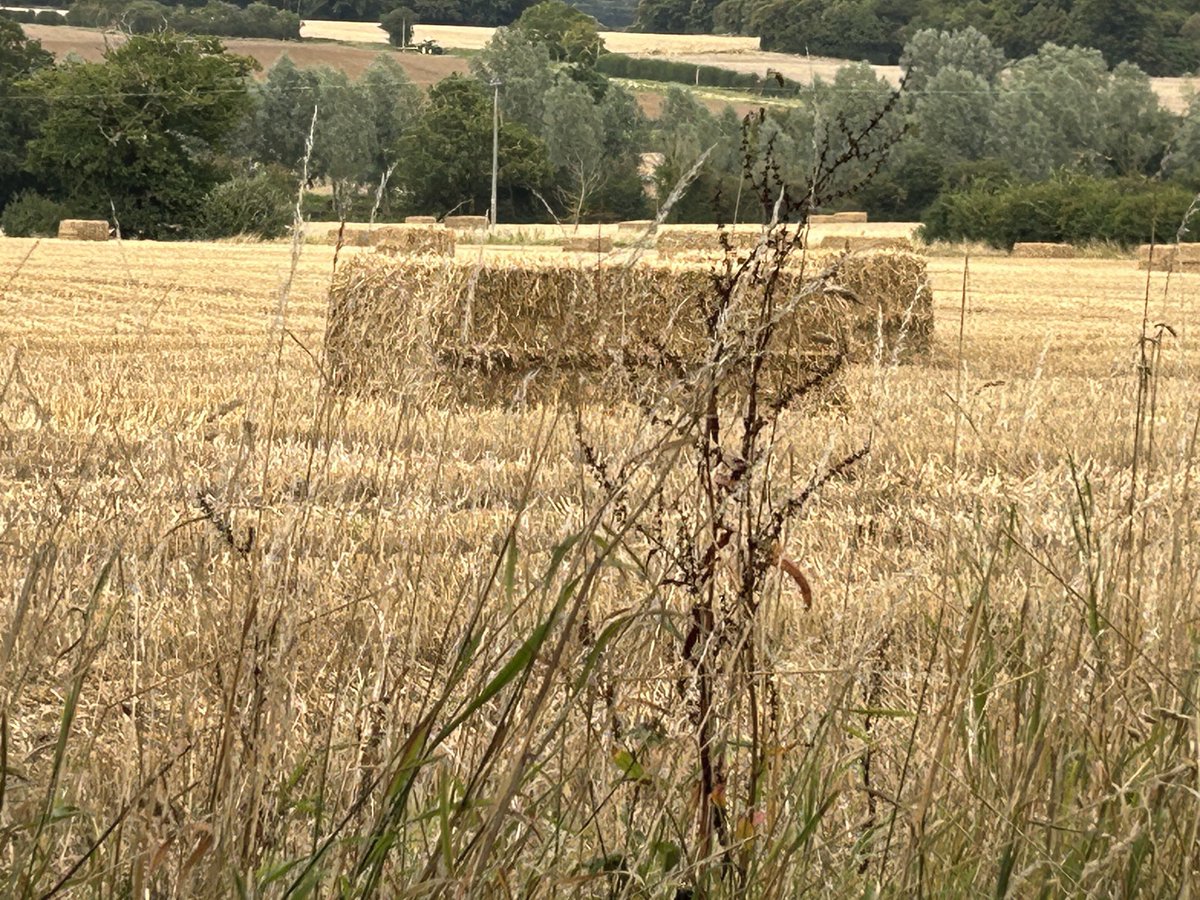 Not so many miles but many happy family moments.  36 #NHS1000miles #AHPsActive ⁦@annabelmaud⁩