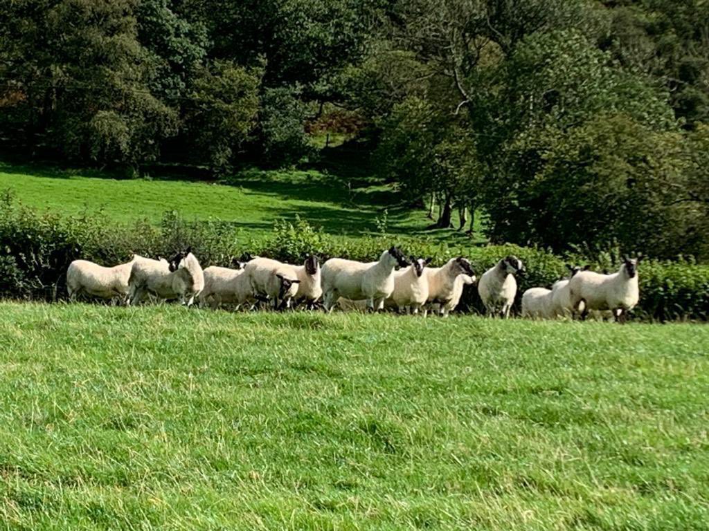 Coloured yearling #Mules from Meirion Jones, Tyllwyd for tomorrow’s #breeding #sheep Sale at #Llanybydder