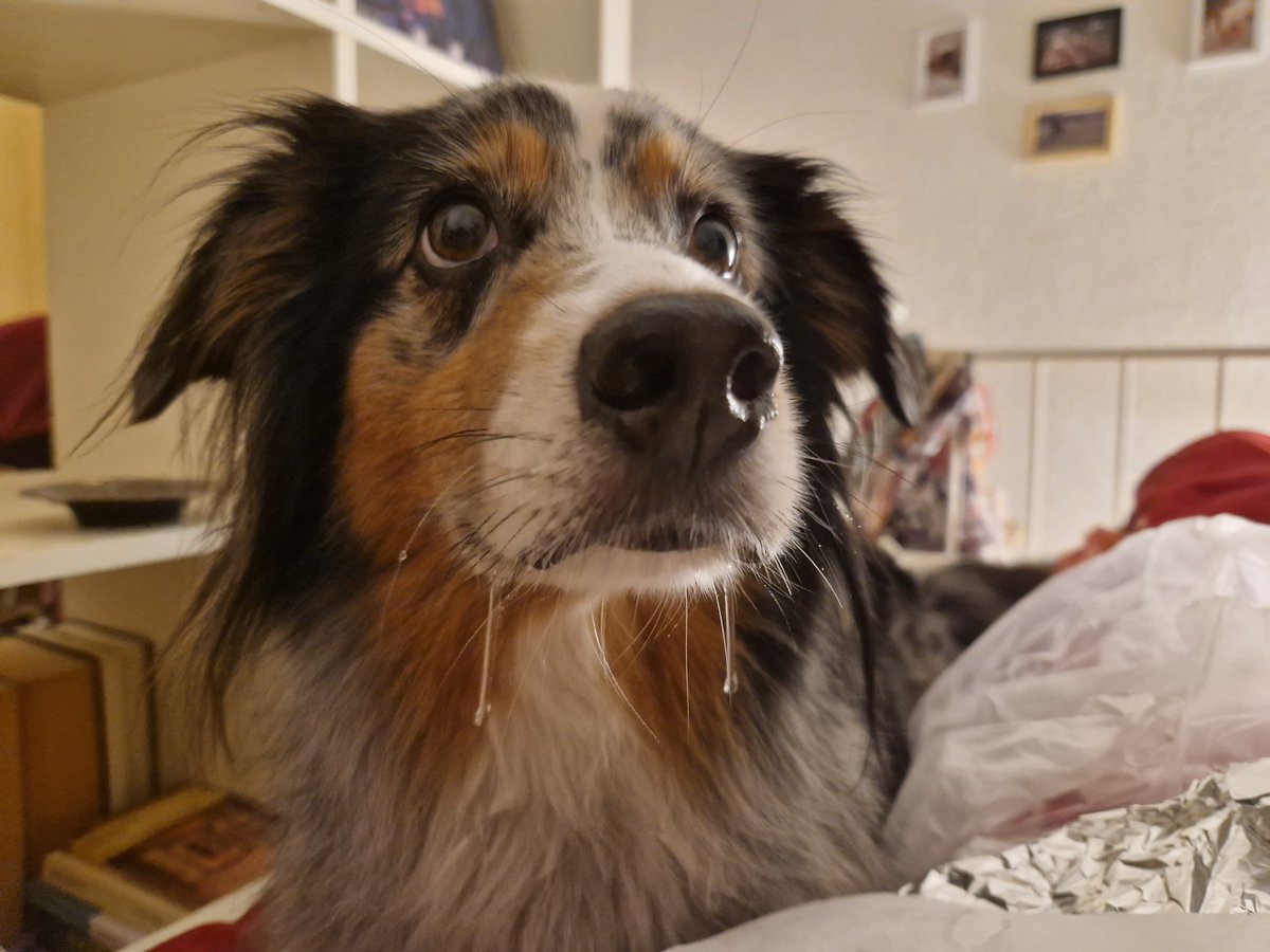 Ceta really loves Döner Kebab 😆🤤

#australianshepherd #dogsarefamily #dogsontwitter
