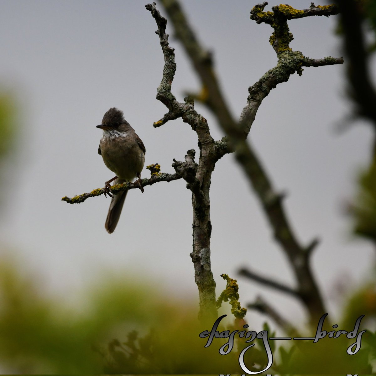 Common Whitethroat

taken with a Nikon D500 with a Sigma 150-600 mm lens.

#nikond500
#nikonwildlife
#nikonbirds
#birdlifetick
#birdwatching 
#birding  
#birdwatcher 
#birdworld 
#britishbirds 
#wildlife 
#birdwatchers