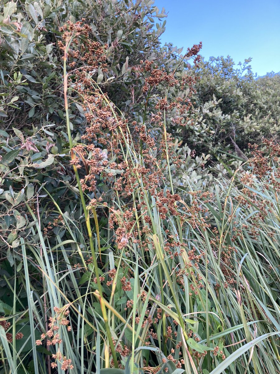 Some impressive giants at Woodwalton Fen this week including marsh sow thistle, fen ragwort and great fen sedge #wildflowerhour @wildflower_hour