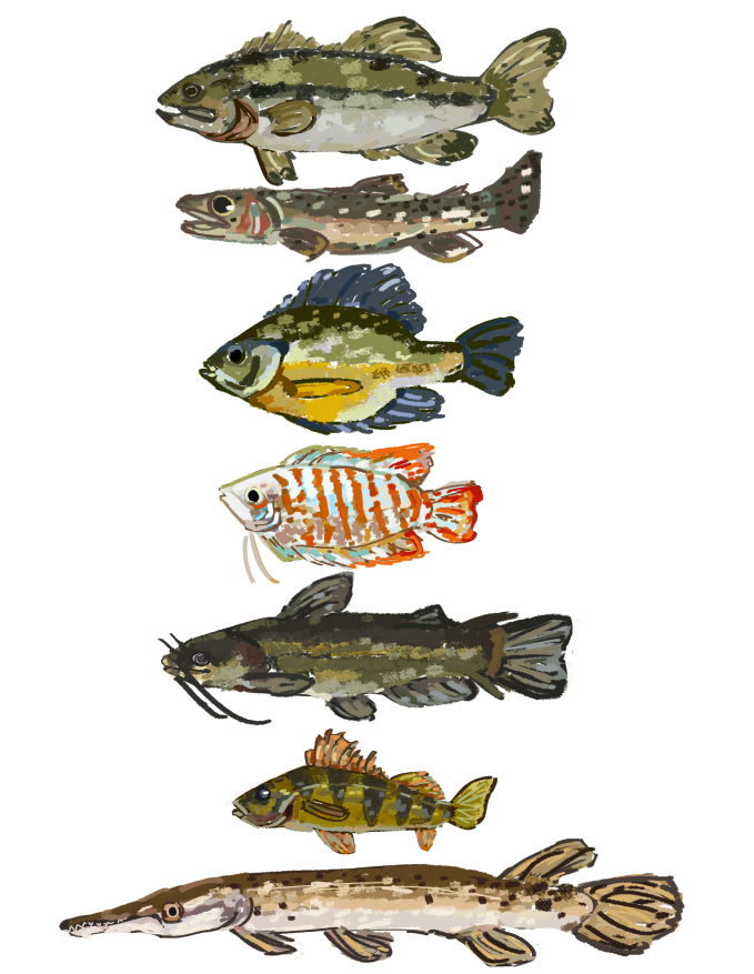 nosramus's tweet photo. fishies https://t.co/eT9P4qYWdo