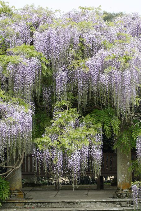 「outdoors wisteria」 illustration images(Latest)